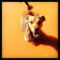 Home 21 Pilbara Geddes